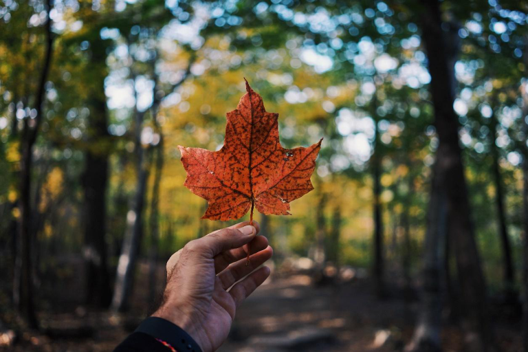a hand with a maple leaf